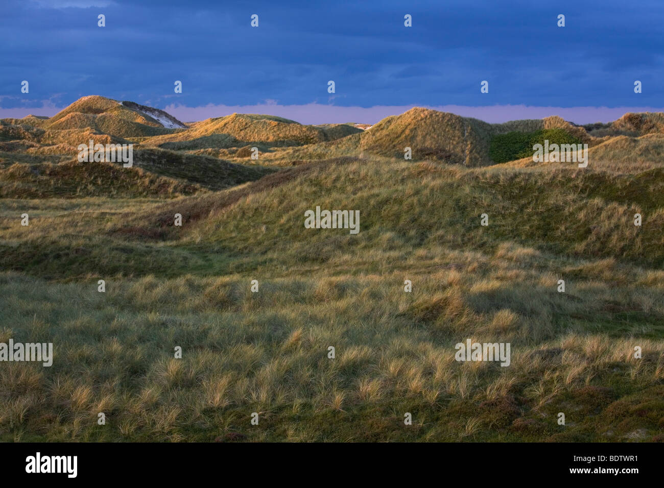 Paysage de dunes, Duenenlandschaft / Jylland - Danemark Banque D'Images
