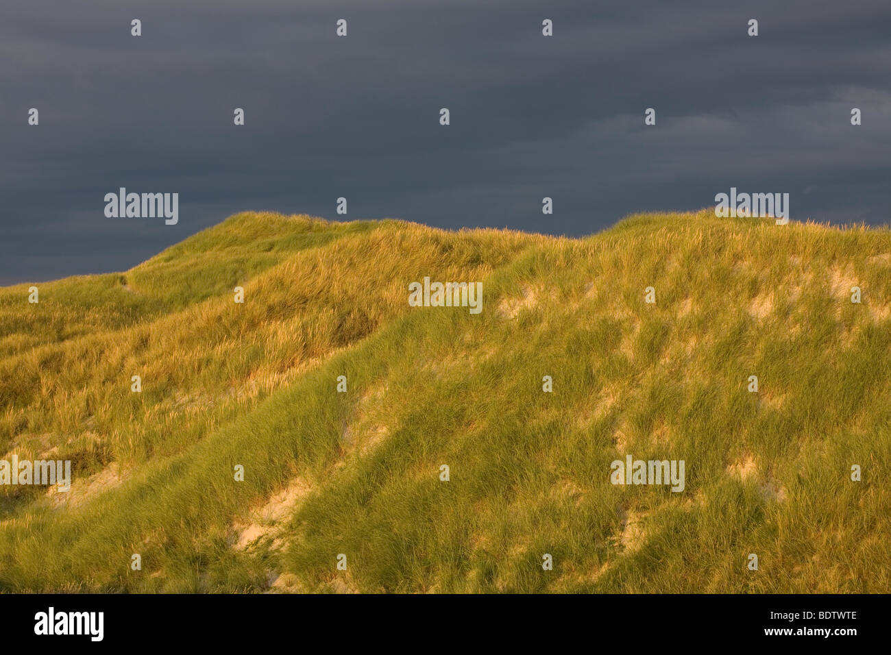 Duenenlandschaft, Dune (dénés) Paysages, Jylland - Daenemark Banque D'Images