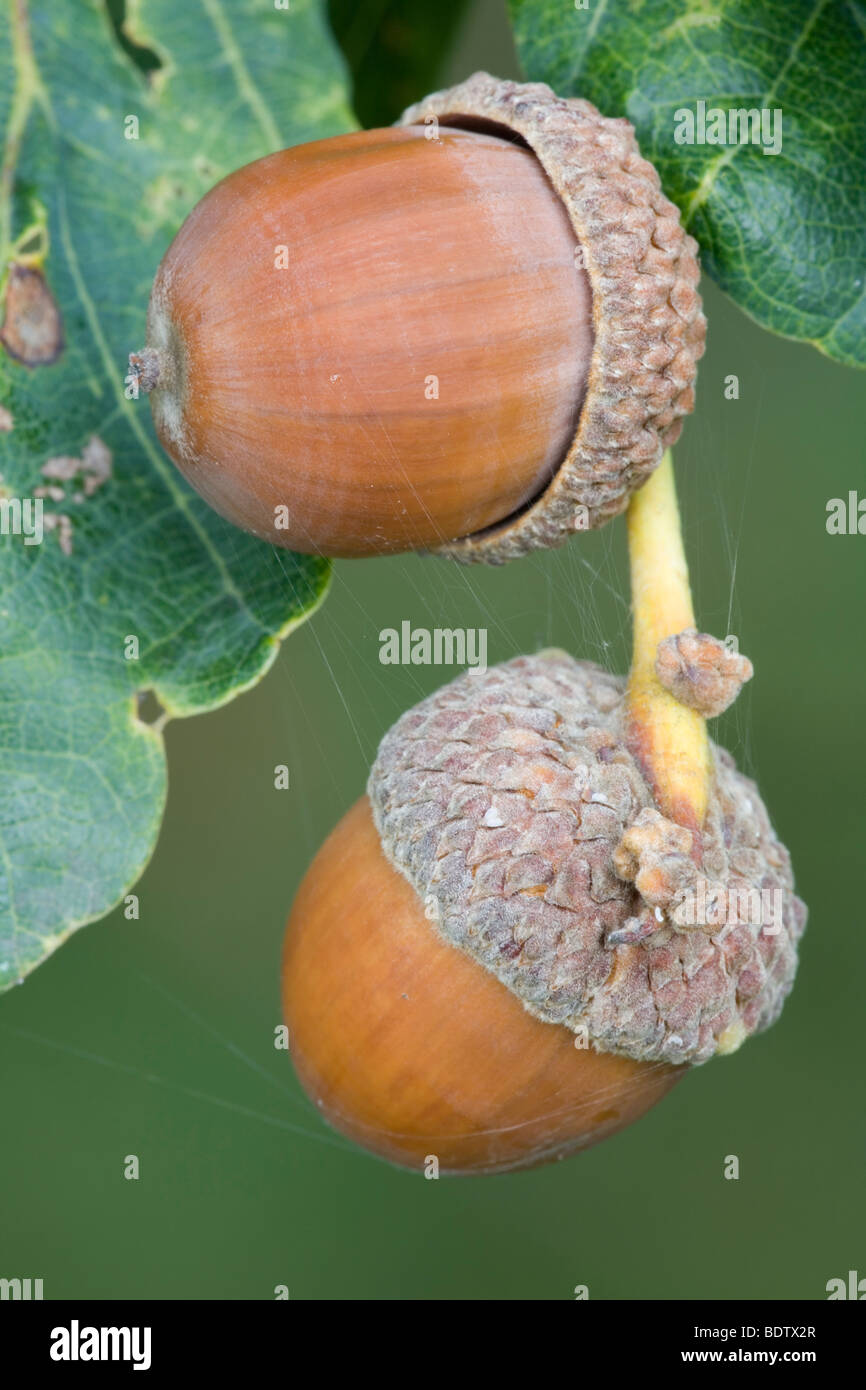 - Eicheln Fruechte der Stieleiche / glands - fruits de chêne pédonculé Quercus robur / - (Quercus walkeri) Banque D'Images