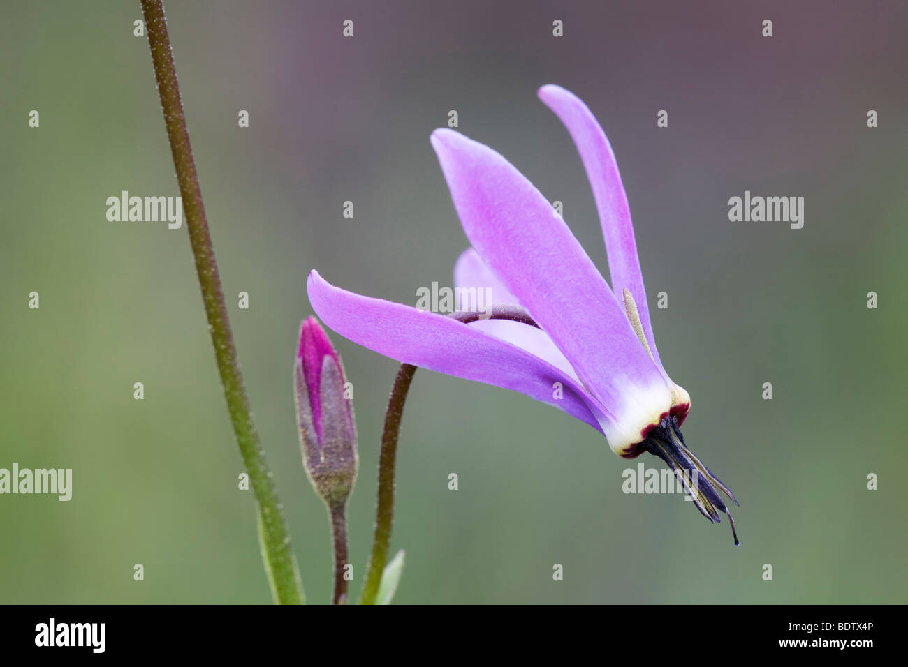 Goetterblume - (Dt.Name unbekannt) / Le nord de l'Étoile filante - (Western Arctic Shootingstar) / Dodecatheon frigidum Banque D'Images