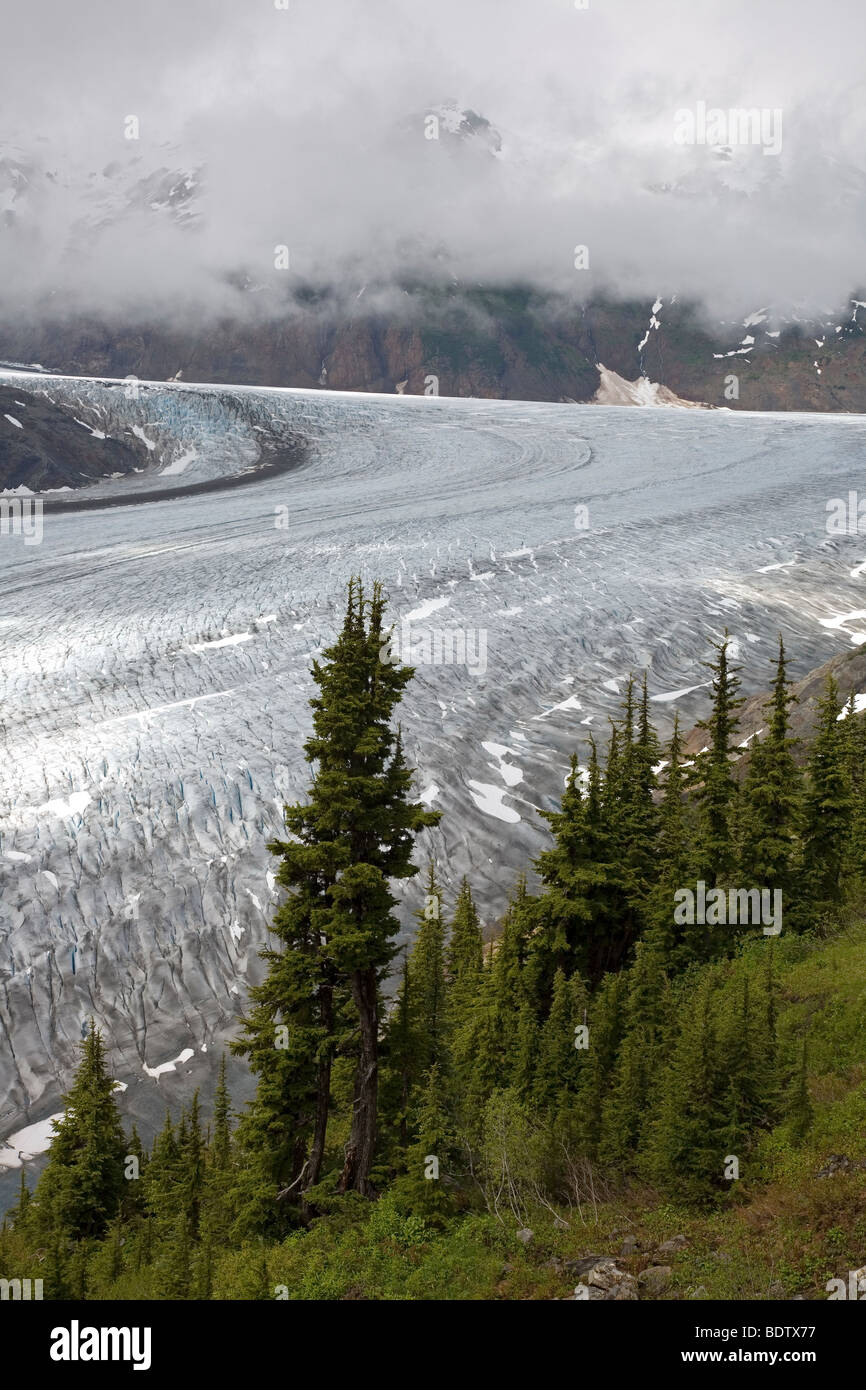 Salmon-Gletscher Sitka-Fichten Salmon-Glacier / & & Epicéa de Sitka Picea sitchensis / Banque D'Images