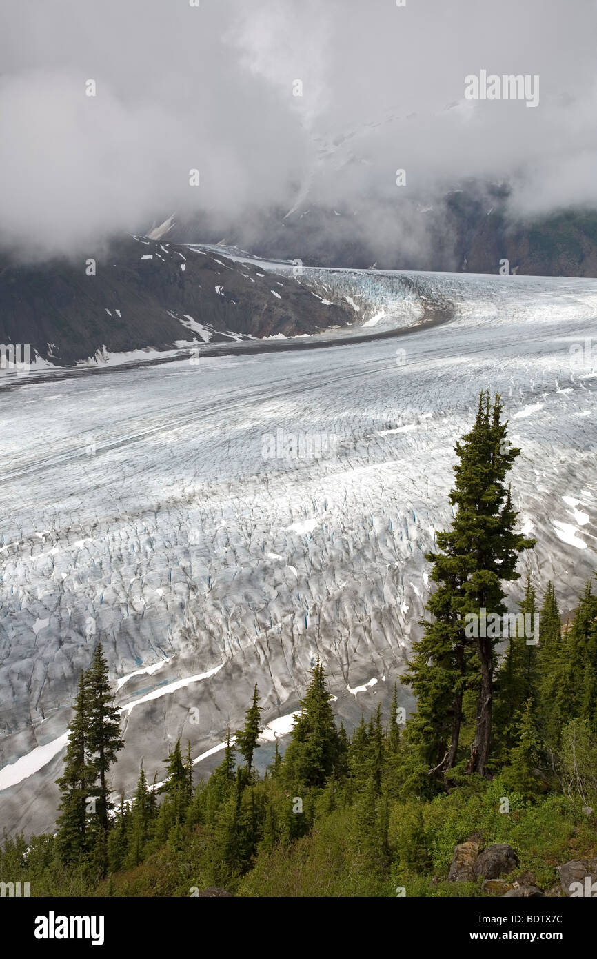 Salmon-Gletscher Sitka-Fichten Salmon-Glacier / & & Epicéa de Sitka Picea sitchensis / Banque D'Images