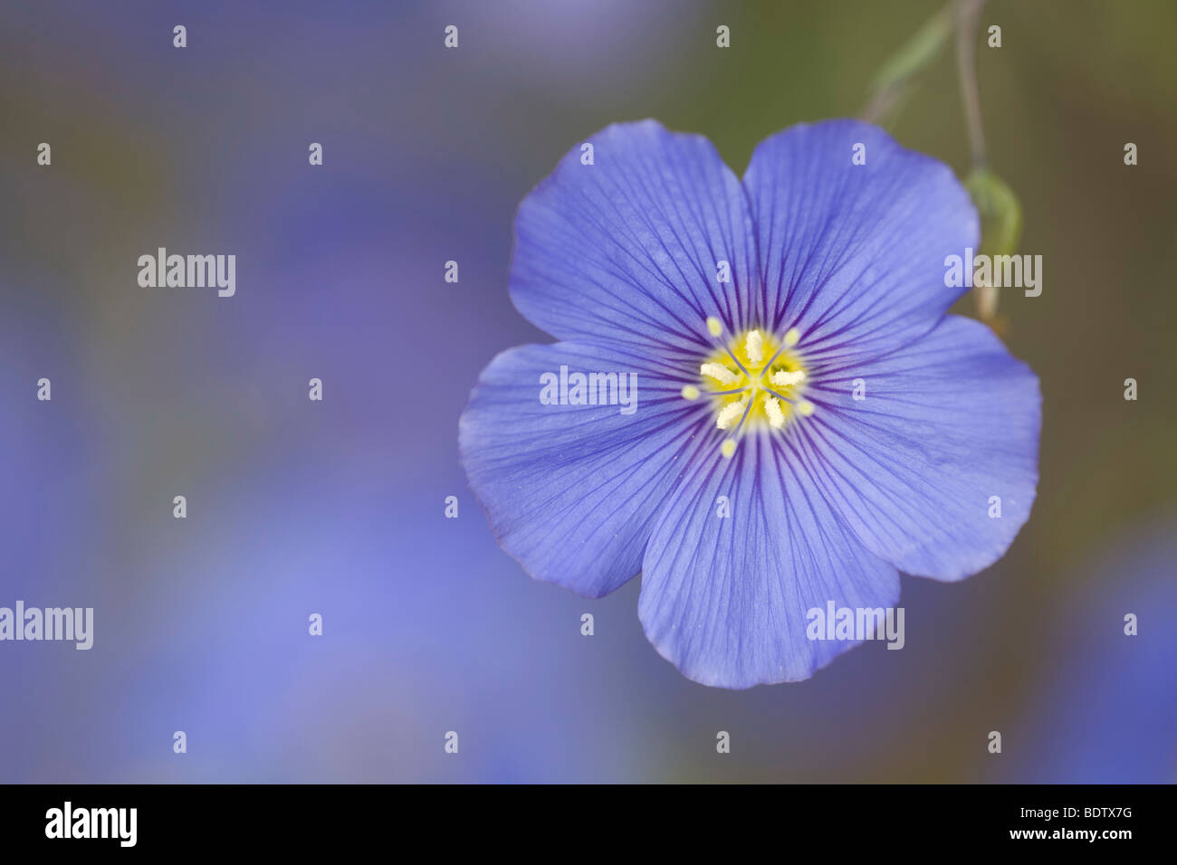 Ausdauernder Lein - (Stauden-Lein) / Bleu - (sauvage bleu) / Linum perenne Banque D'Images