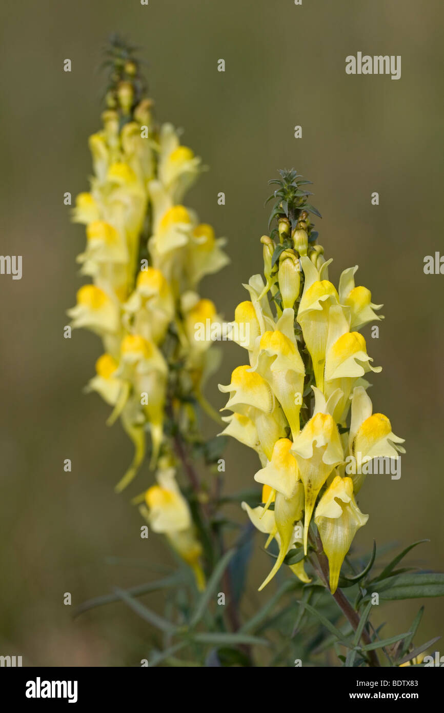 Echtes Leinkraut / le beurre et les oeufs - linaire commune (Linaria vulgaris) / Banque D'Images