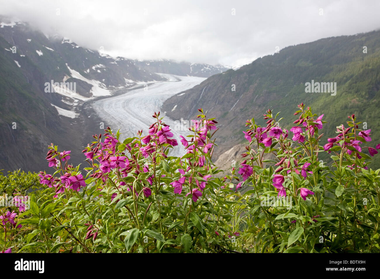 Arktisches Weidenroeschen Salmon-Gletscher & Salmon-Glacier / épilobe glanduleux & / Chamerion latifolium - (Epilobium latifolium) Banque D'Images