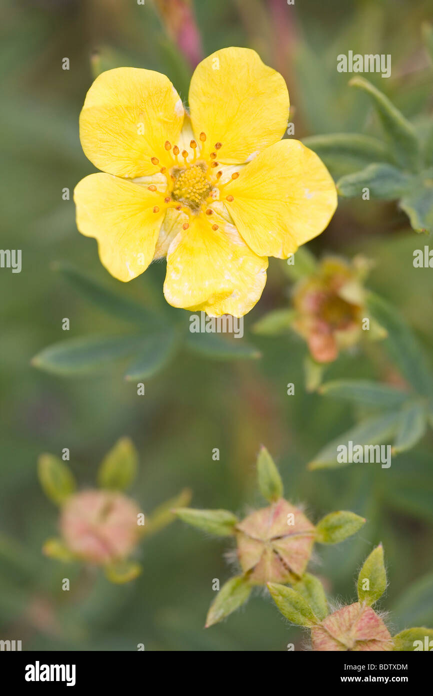 Bush Cinquefoil Stock Photos Bush Cinquefoil Stock Images Alamy