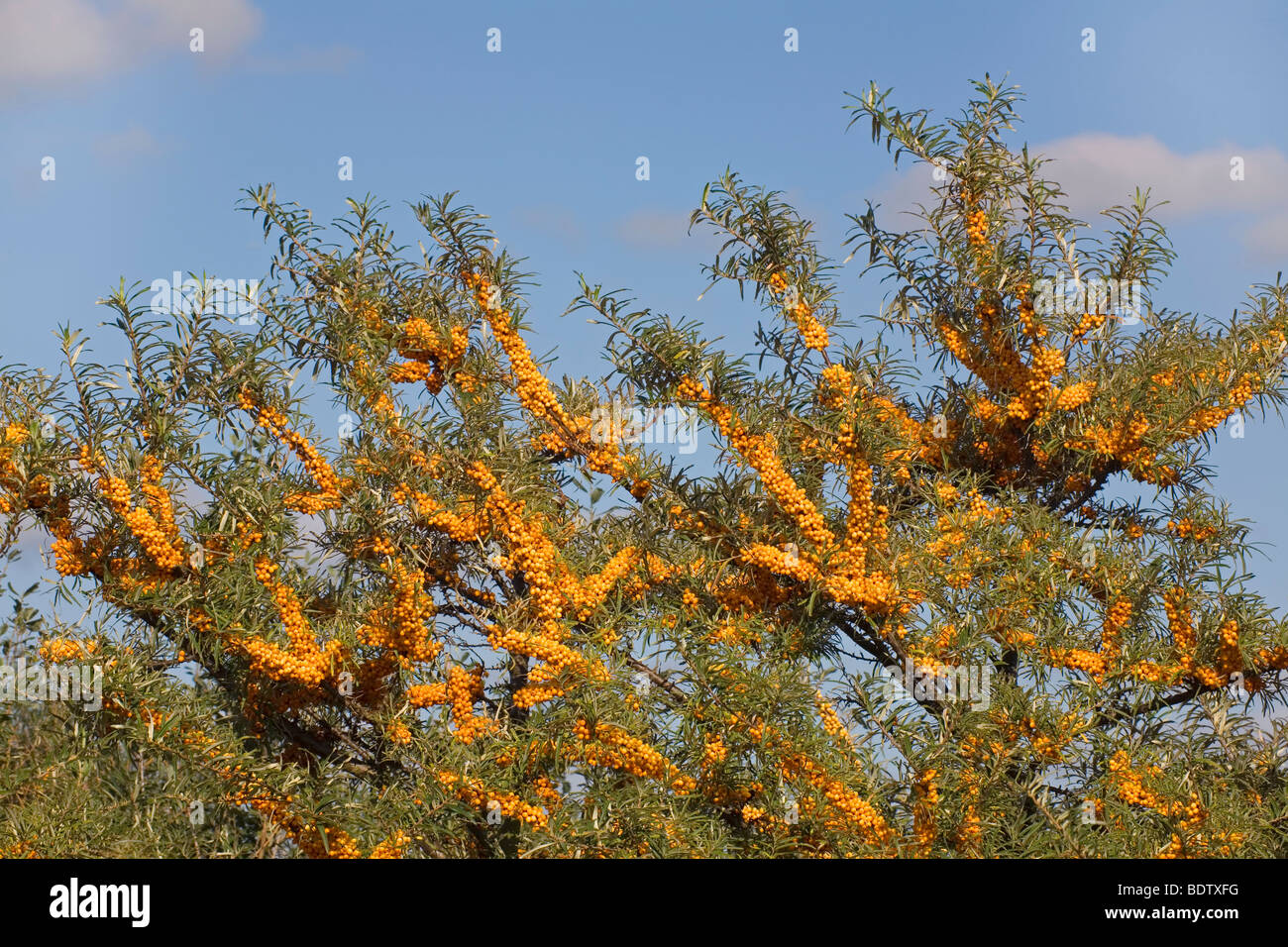 «Sanddorn / / Argousier Hippophae rhamnoides Banque D'Images