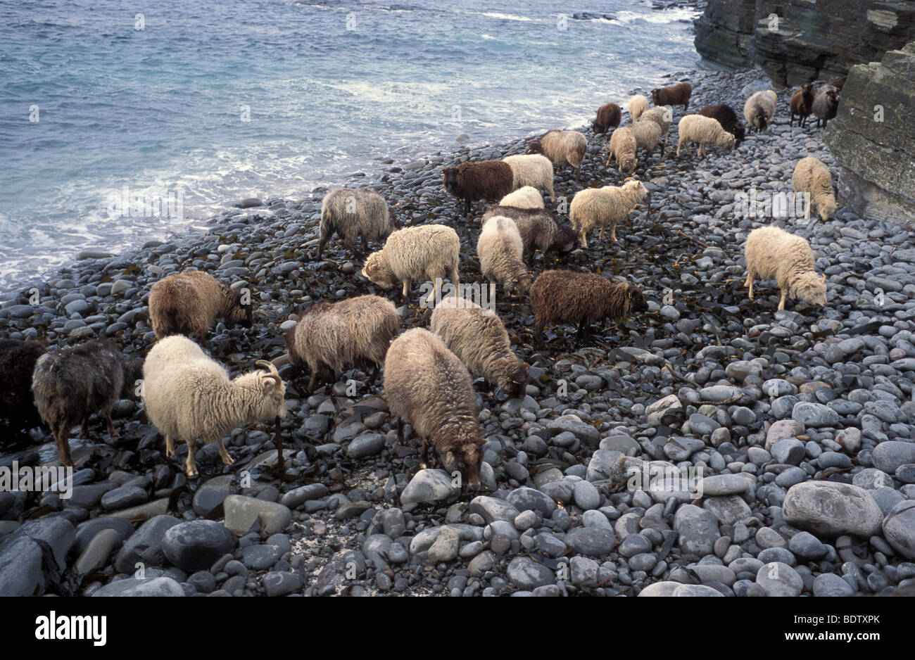 North Ronaldsay mouton manger des algues sur la rive de l'île dans les îles Orkney Ecosse Banque D'Images