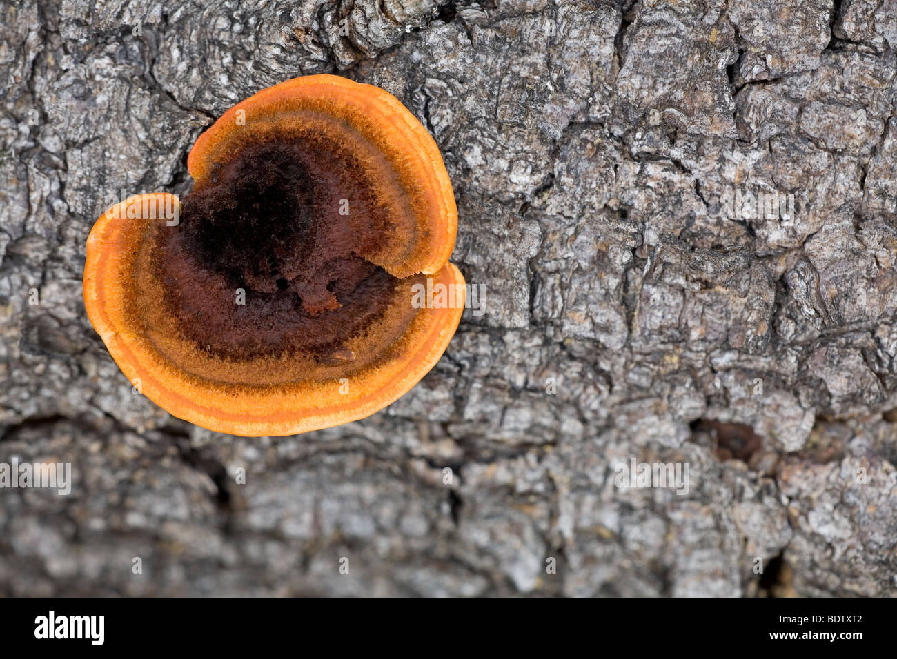 - Zaun-Blaettling Zaunblaettling (Rusty) / / Polypore à branchies Gloeophyllum sepiarium Banque D'Images