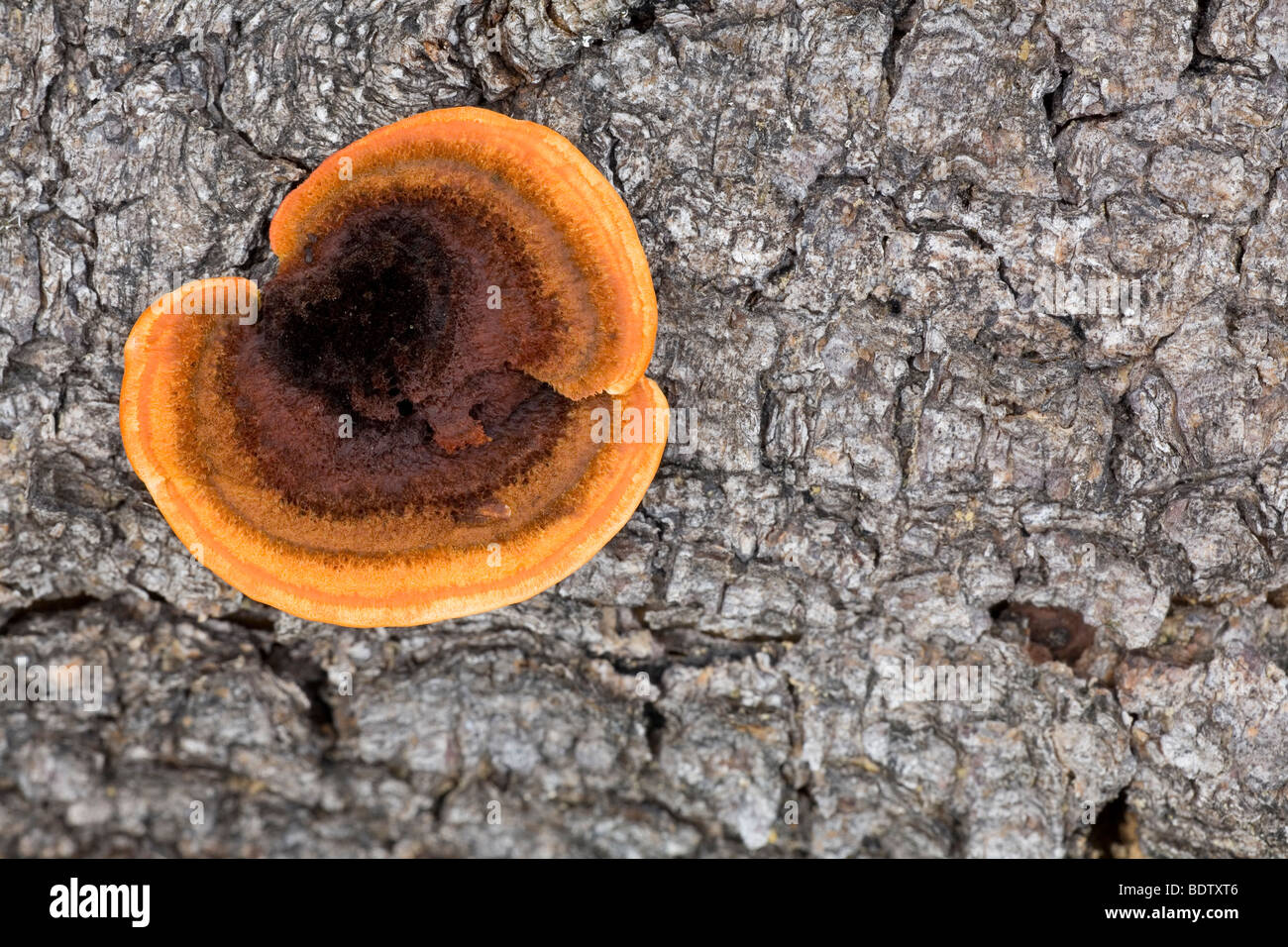 - Zaun-Blaettling Zaunblaettling (Rusty) / / Polypore à branchies Gloeophyllum sepiarium Banque D'Images