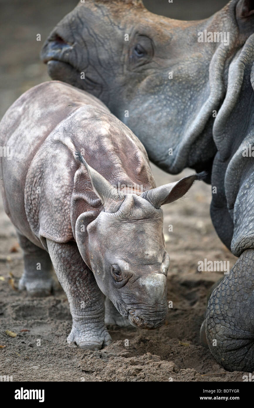 Panzernashorn, Rhinocerus unicornis, rhinocéros unicorne de l'Inde, l'Allemagne, en captivité, 3 Wochen altes Jungtier, 3 semaines cub Banque D'Images