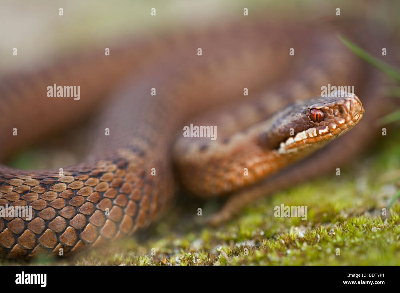 Kreuzotter, Adder - Common Viper (Vipera berus) Banque D'Images