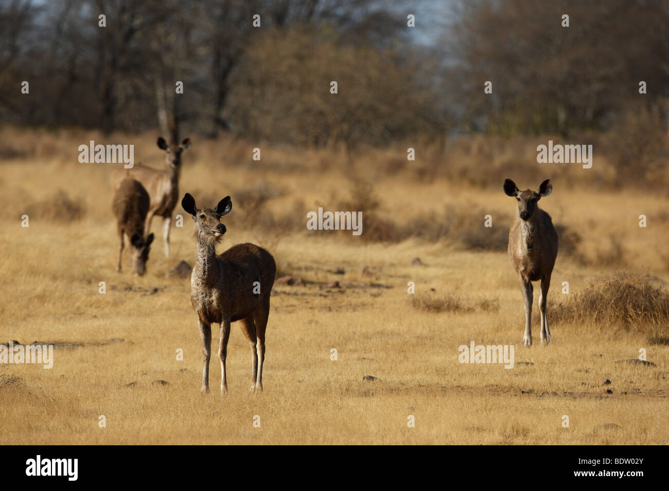 Sambarhirsch im Nationalpark khana, indien, le cerf sambar, cervus unicolor, parc national de khana, Inde Banque D'Images