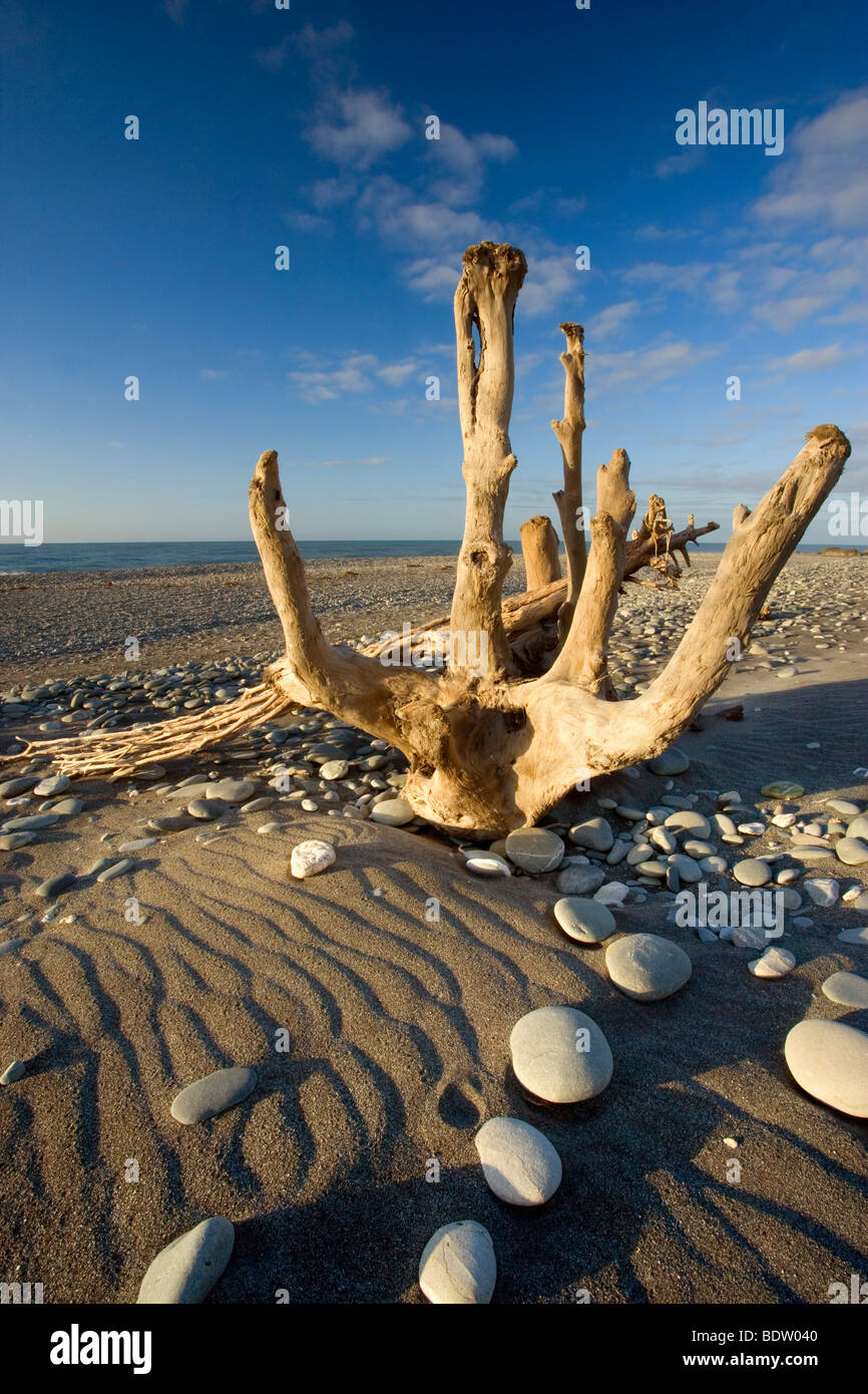 Driftwood par la puissance de l'eau sculpté magnifiquement driftwood lavé à terre à Gillespies Beach. Banque D'Images