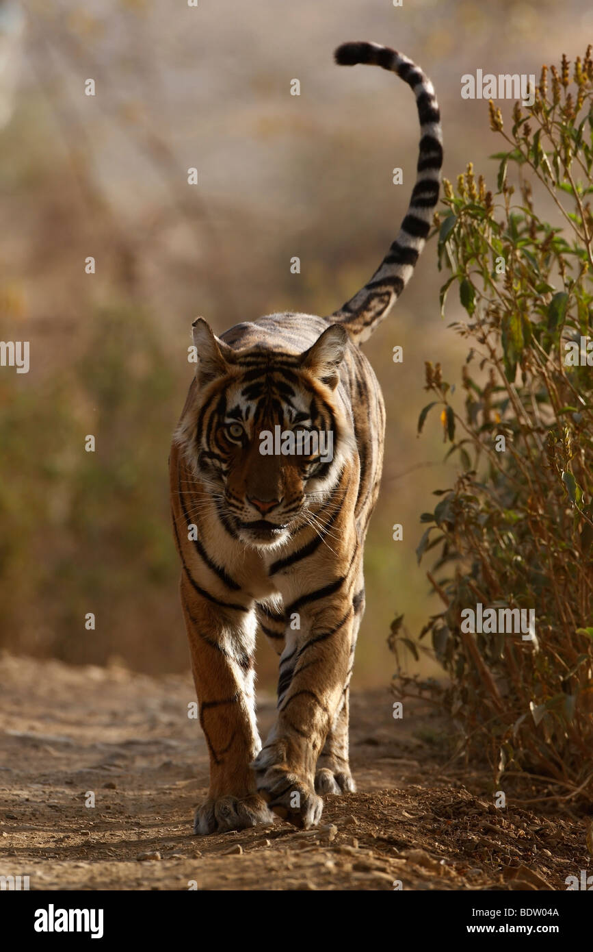 Indischer tiger, koenigstiger, Panthera tigris tigris, indien, asien, royal tigre du Bengale, Inde, Asie Banque D'Images