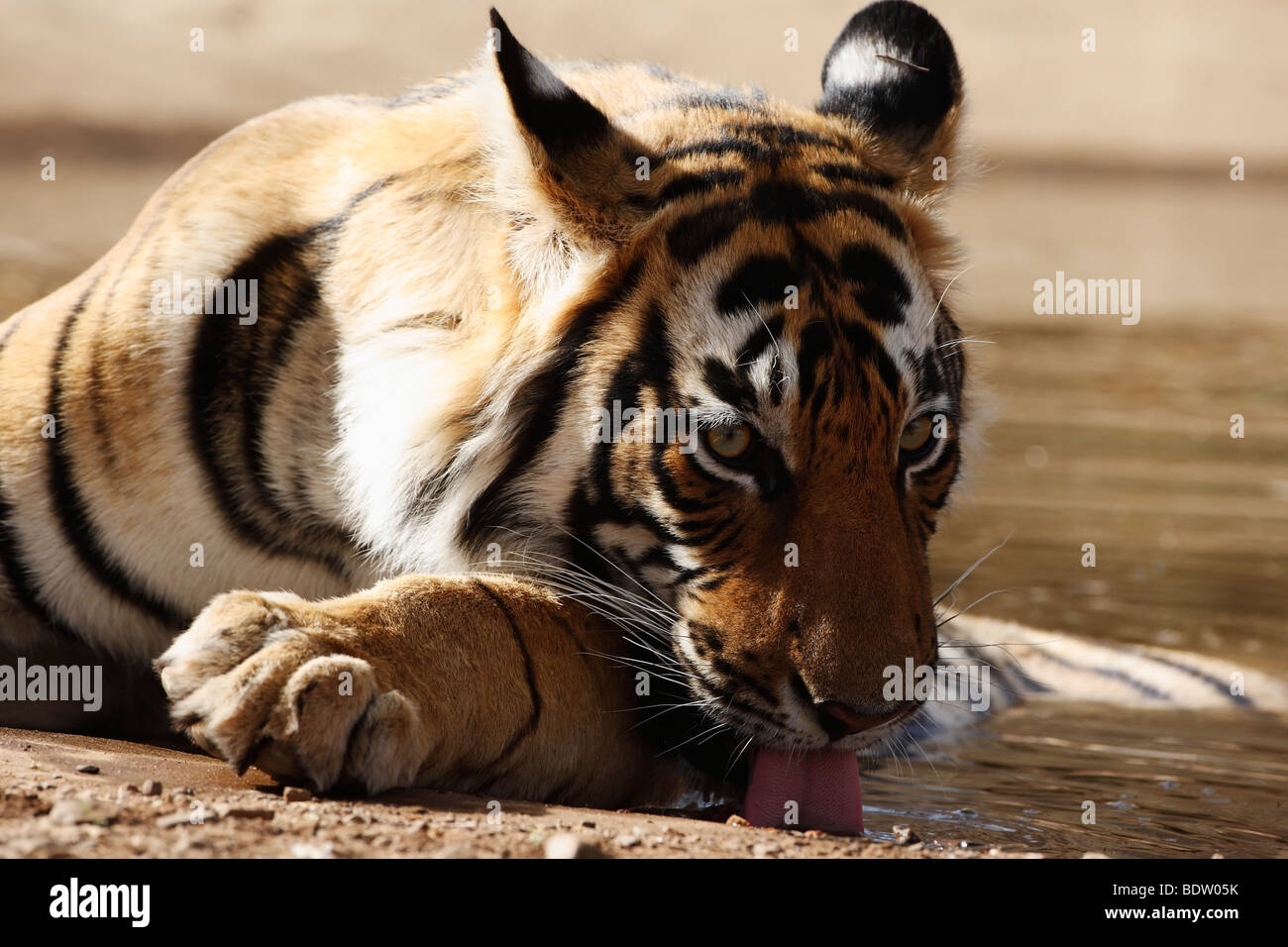 Indischer tiger, koenigstiger, Panthera tigris tigris, indien, asien, royal tigre du Bengale, Inde, Asie Banque D'Images