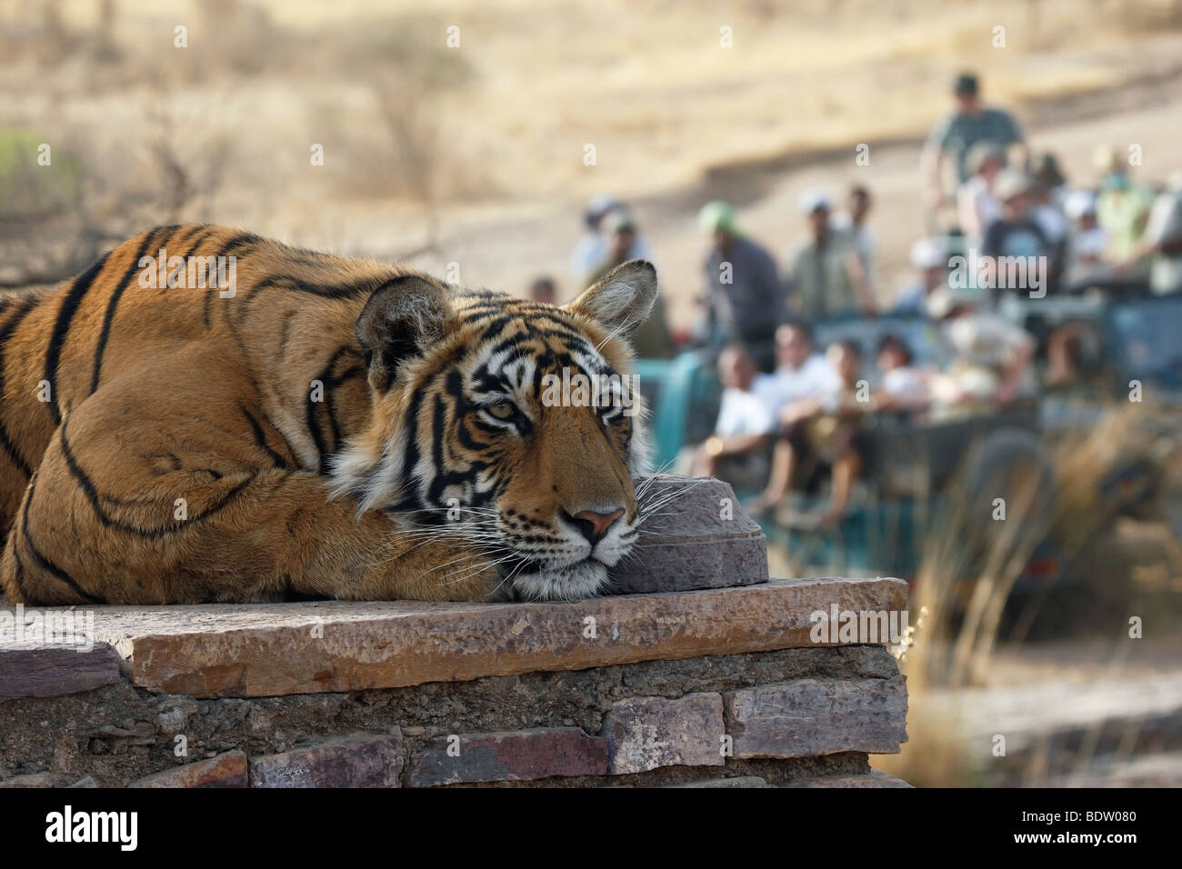 Indischer tiger, koenigstiger, Panthera tigris tigris, indien, asien, royal tigre du Bengale, Inde, Asie Banque D'Images