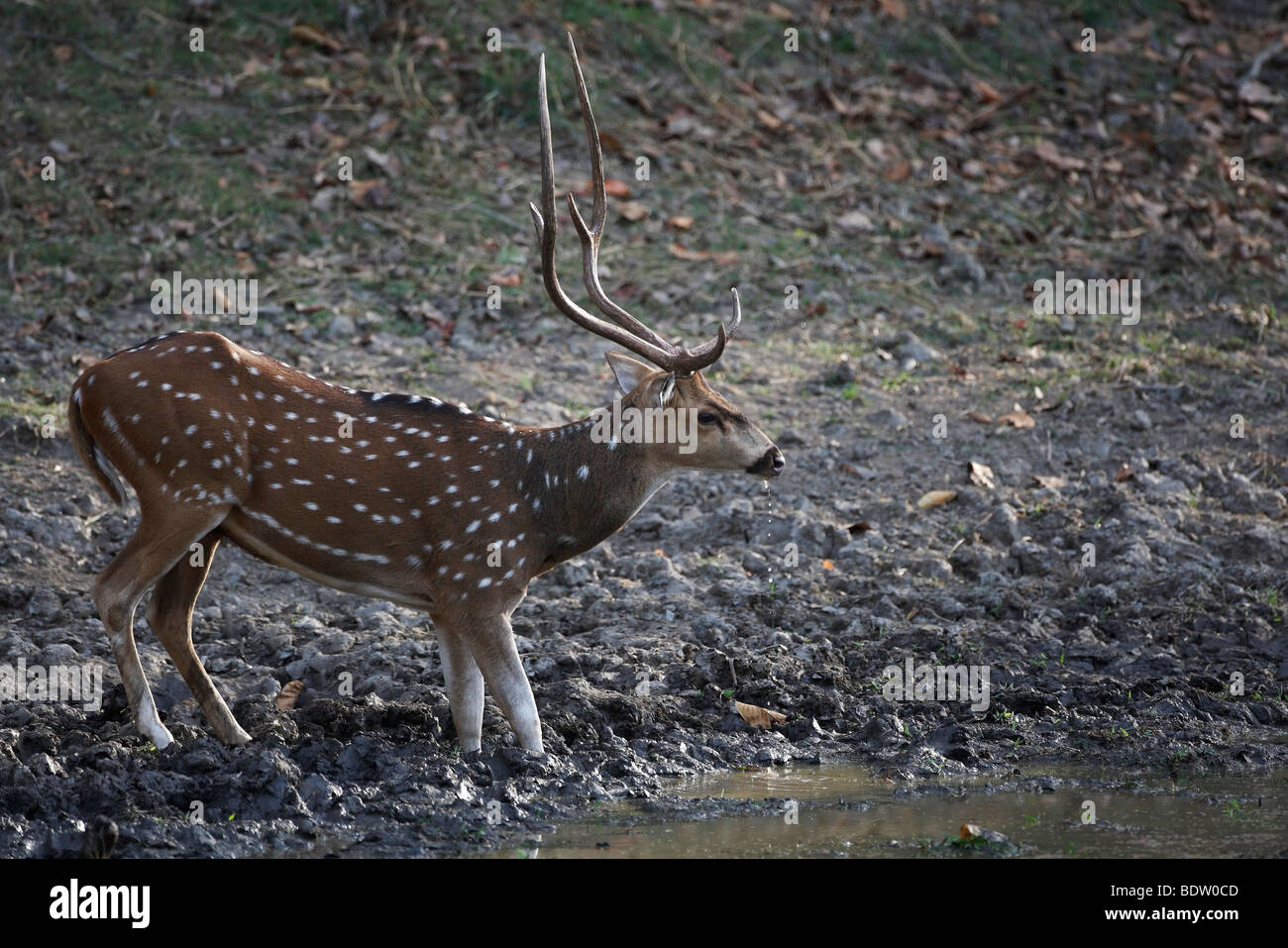 Axishirsch spotted deer Axis axis Banque D'Images