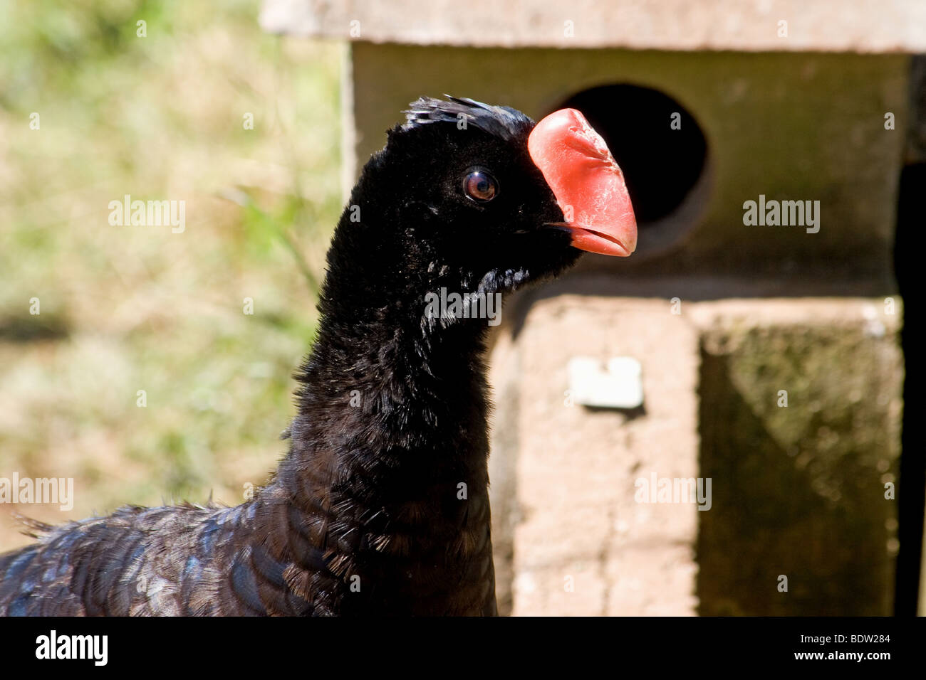 Close-up de l'Alagoas curassow dans programme d'élevage en captivité Banque D'Images