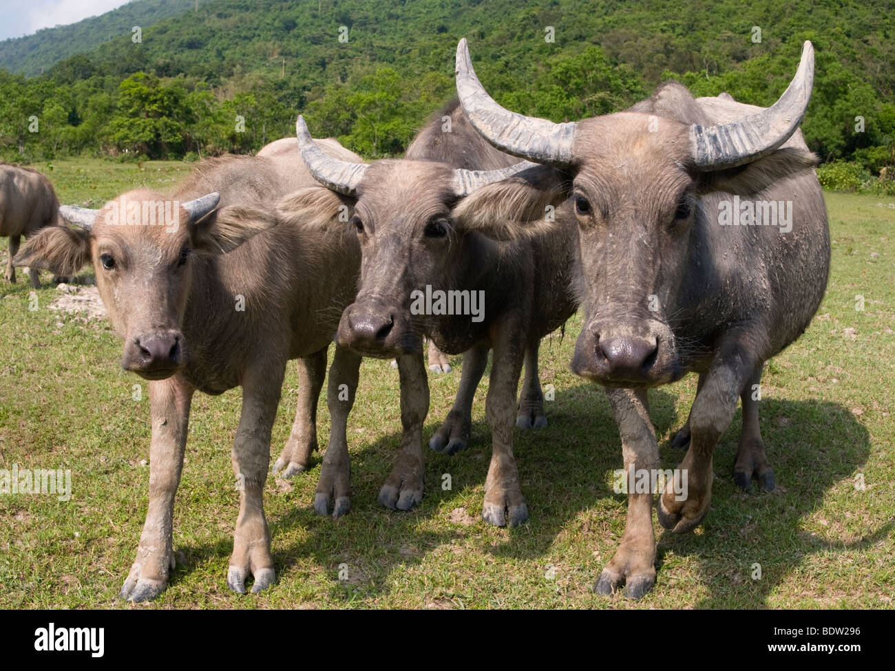 Un troupeau de buffles d'eau sauvages à Pui O l'île de Lantau à Hong Kong. Banque D'Images