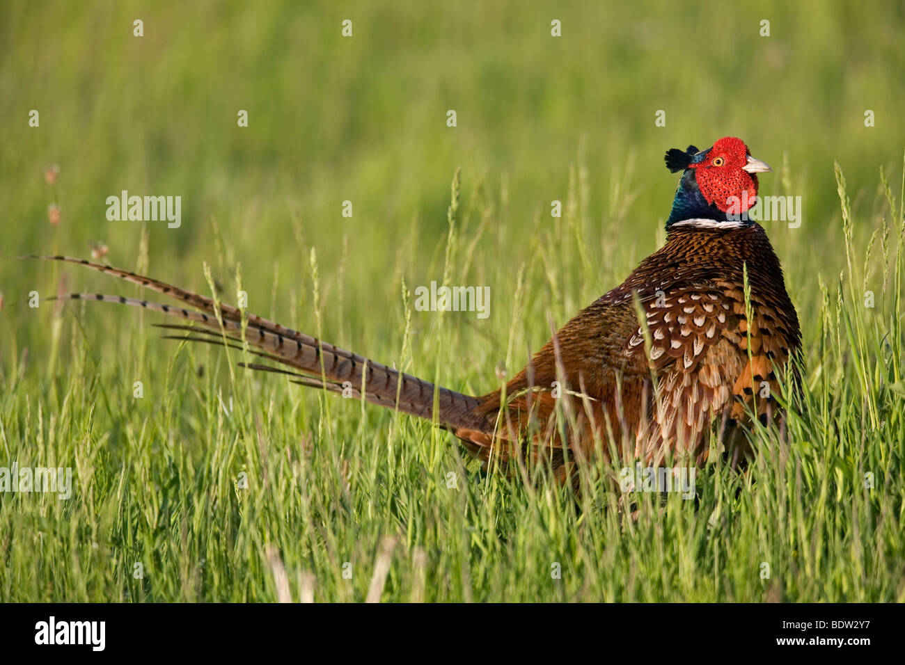 Faisan - Jeu (homme à la saison des amours) / Phasianu Banque D'Images