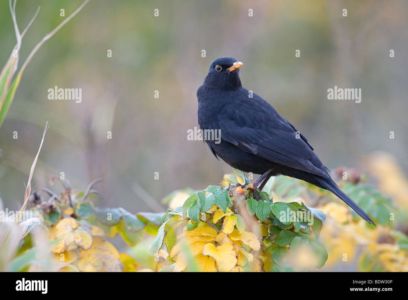 Blackbird - Turdus merula (mâle) Banque D'Images