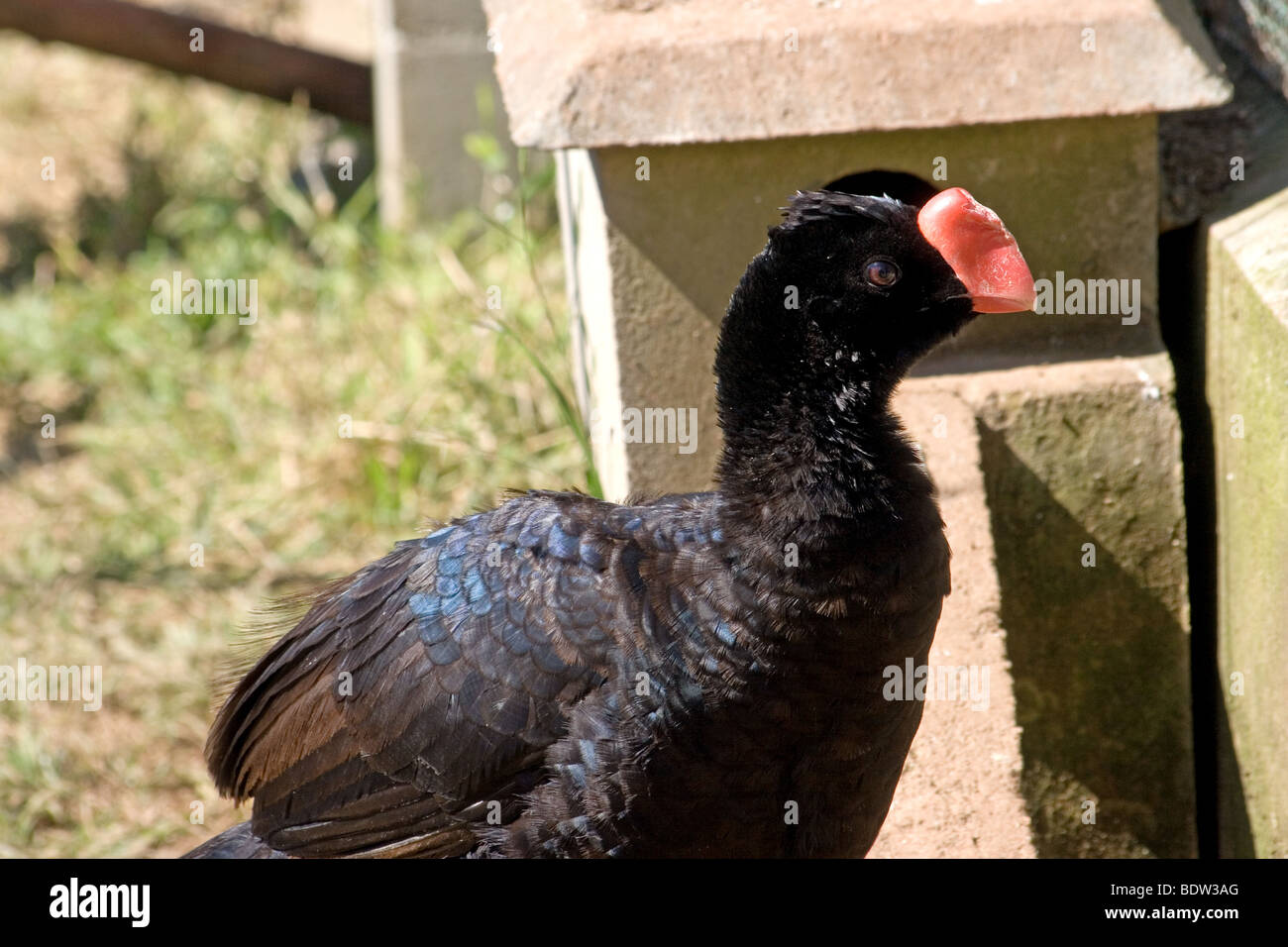 Close-up de l'Alagoas curassow dans programme d'élevage en captivité Banque D'Images