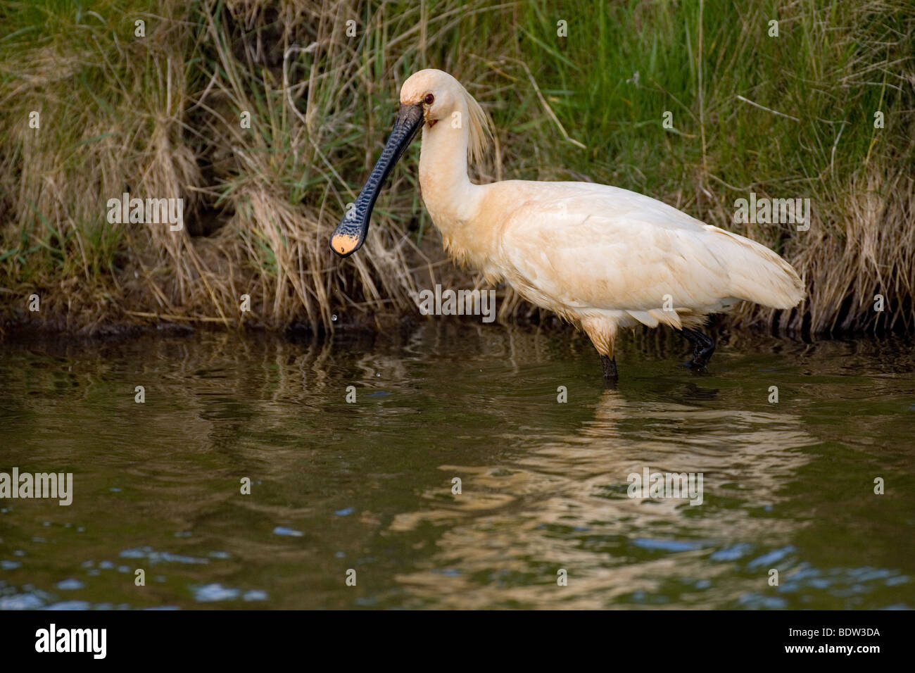 Loeffler (Platalea leucorodiam) bei der Nahrungssuche commun, spoonbill Banque D'Images