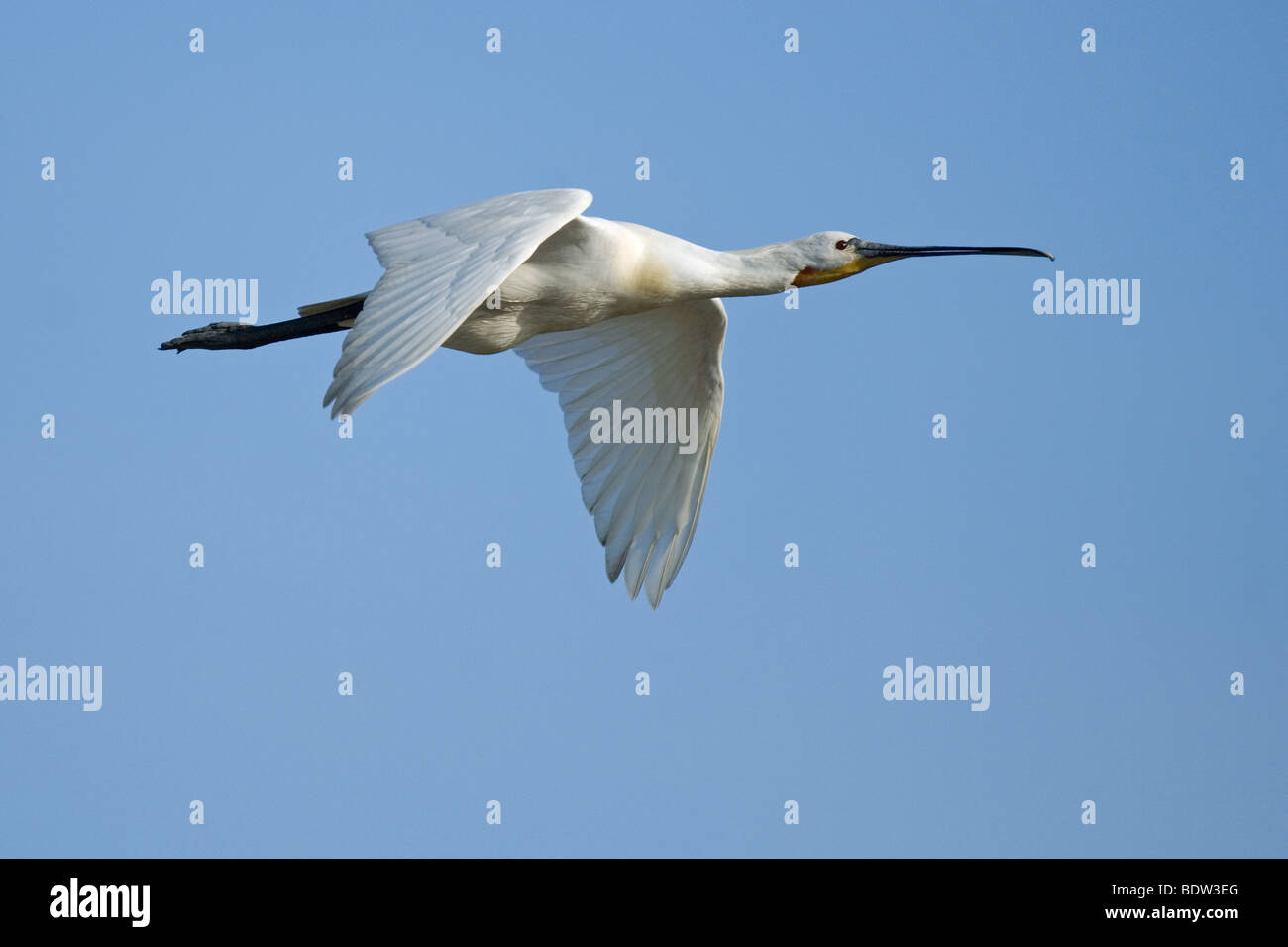 Loeffler (Platalea leucorodiam) Commune de Spoonbill Banque D'Images