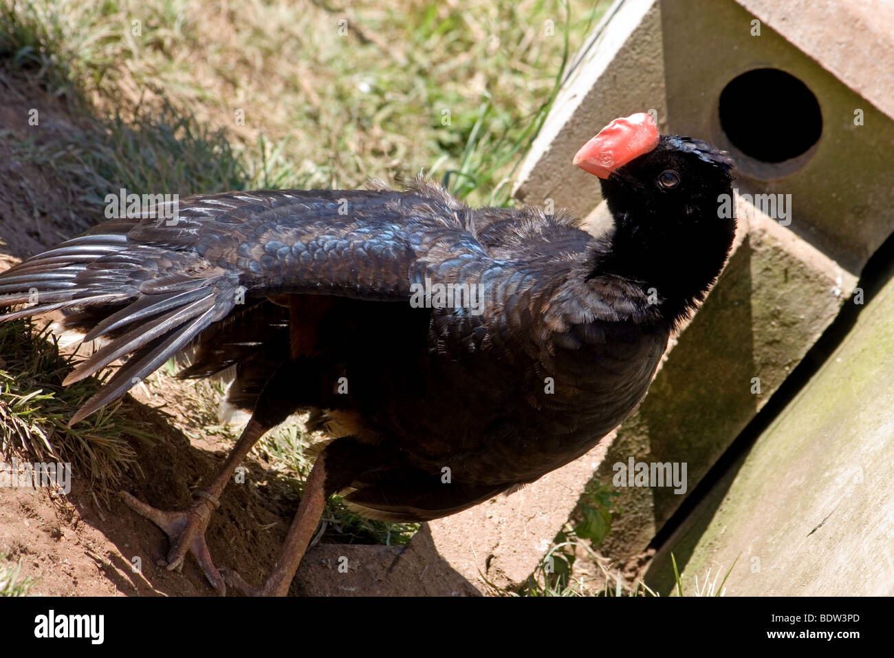Close-up de l'Alagoas curassow dans programme d'élevage en captivité Banque D'Images