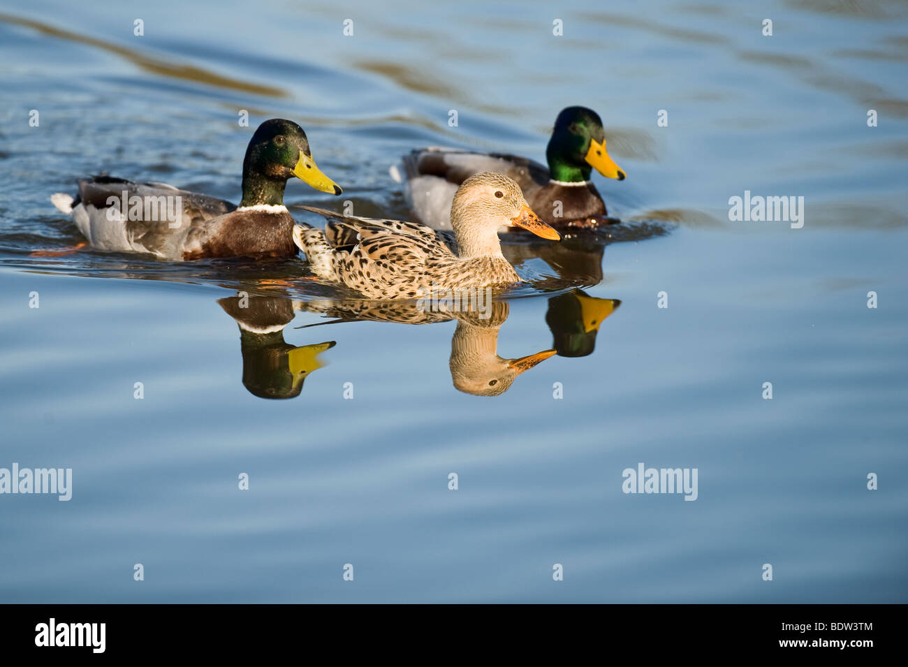La parade nuptiale chez les canards Banque D'Images
