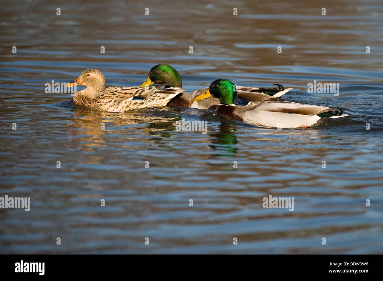 La parade nuptiale chez les canards Banque D'Images