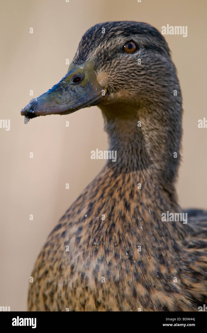 Portrait d'un canard de surface Banque D'Images