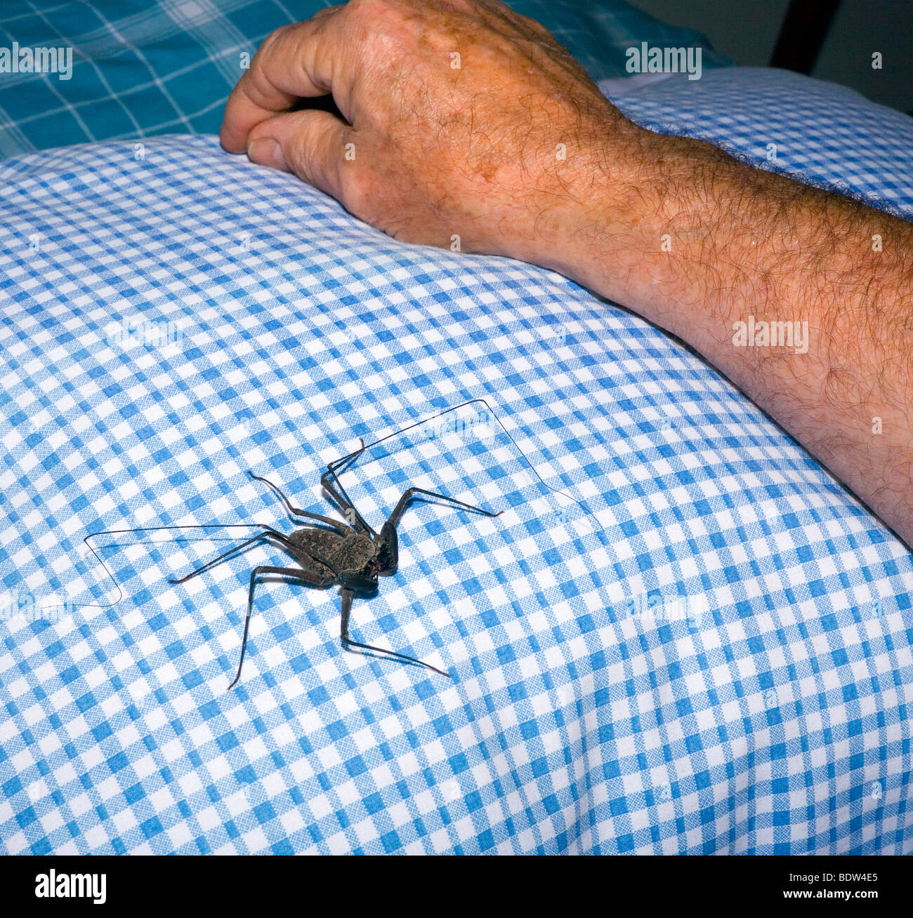 Caraïbes énorme bug insecte sur un drap ! Banque D'Images