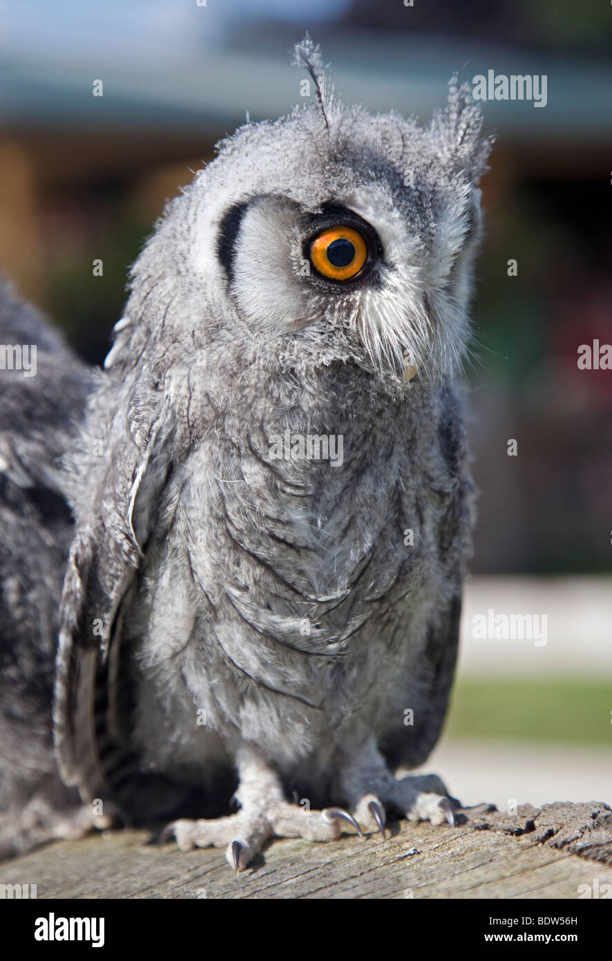 Face blanc Owl Scops (ptilopsis leucotis naissante) Banque D'Images