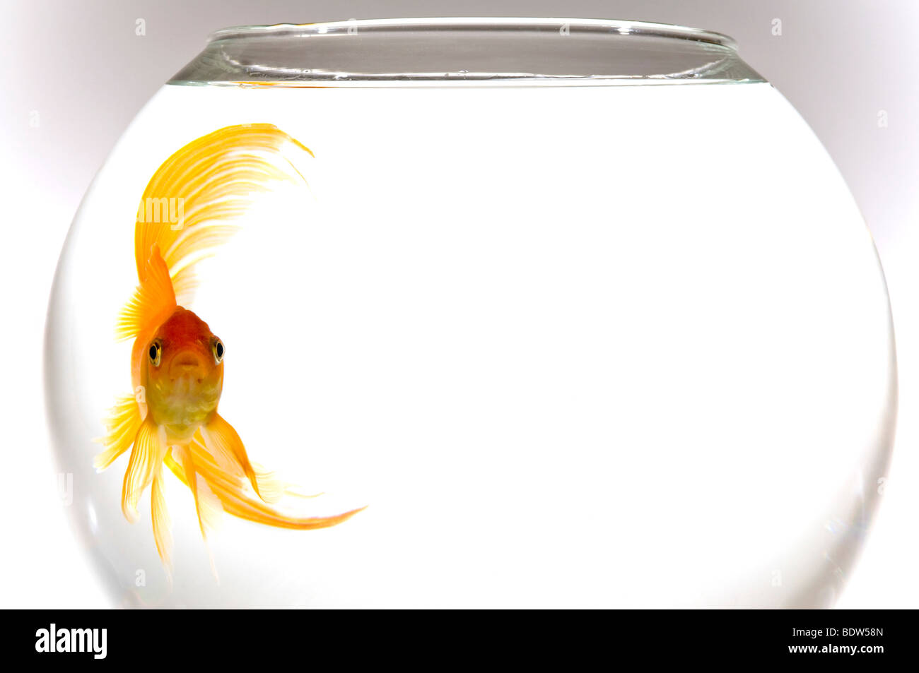Close up horizontale d'un orange lumineux carassin (Carassius auratus) piscine ronde autour d'un bol de poissons sur un fond blanc. Banque D'Images