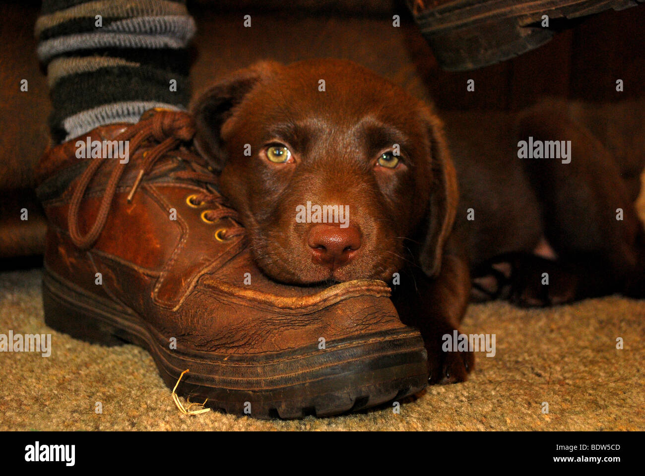 Un chiot labrador chocolat reposant sur un boot Banque D'Images