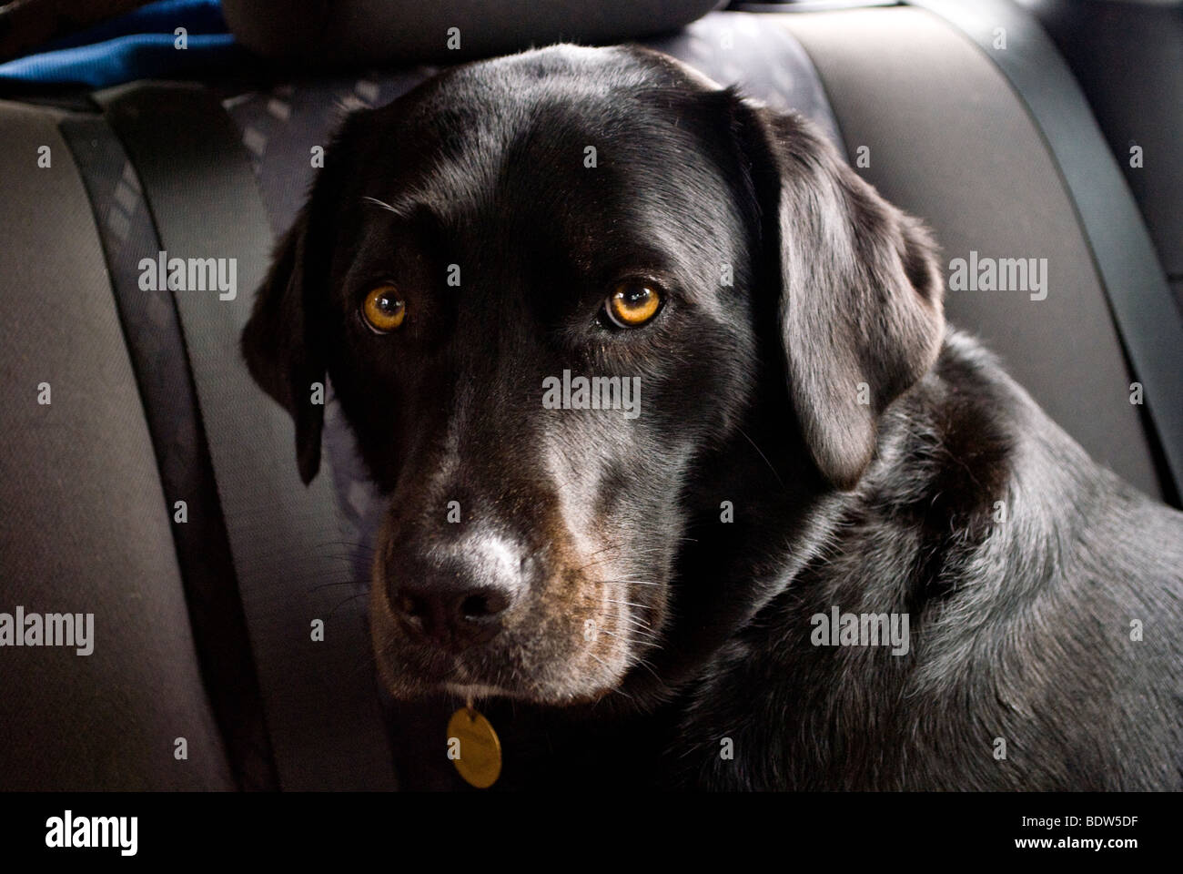 Un labrador noir Banque D'Images