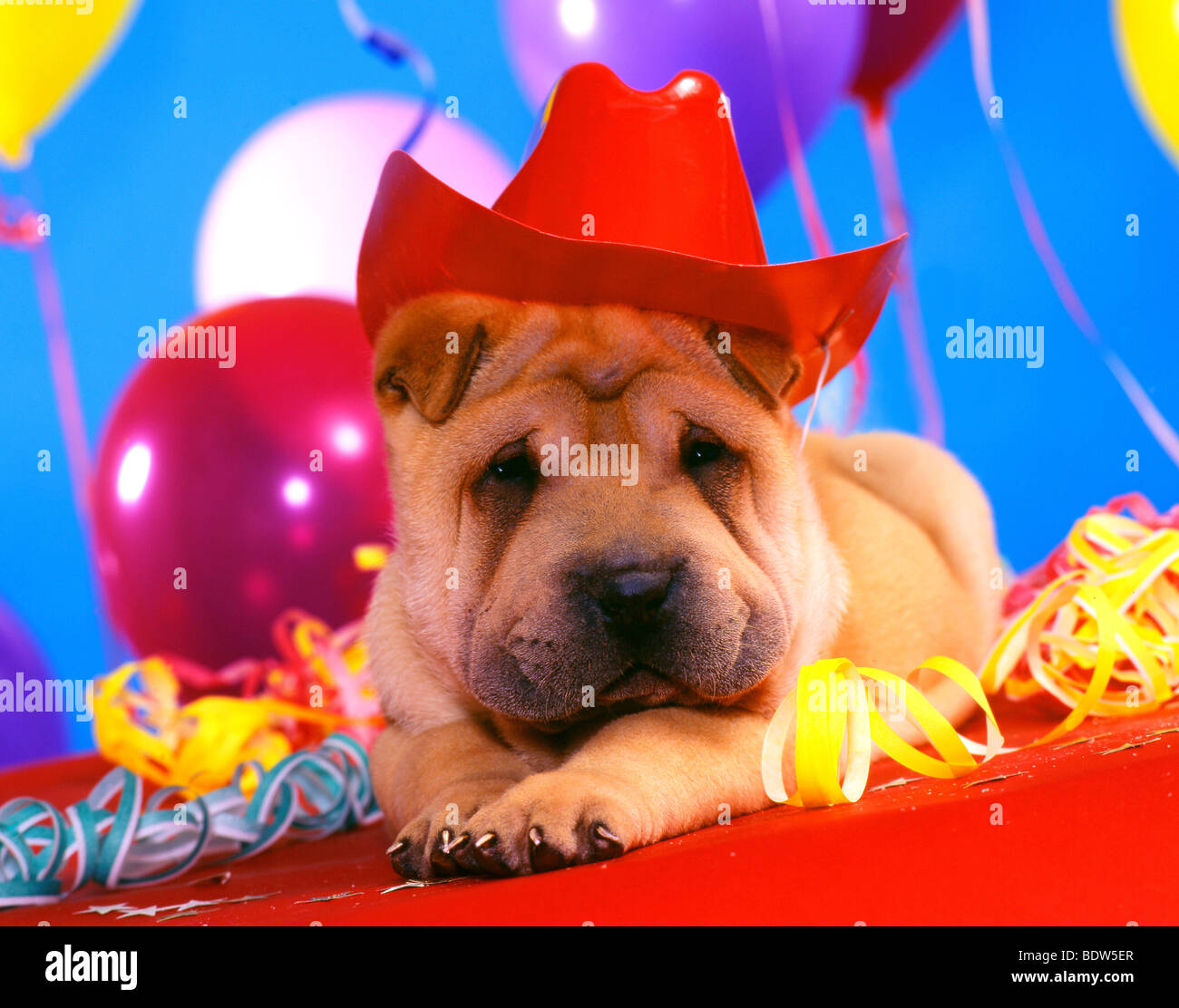 Shar Pei à la fête Banque D'Images