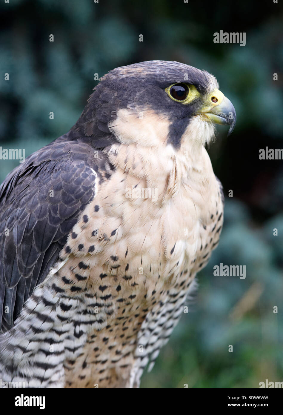 PEREGRINE X Faucon Lanier (Falco biarmicus X PERIGRINUS, OISEAU, OISEAU DE PROIE, LA FAUCONNERIE Banque D'Images