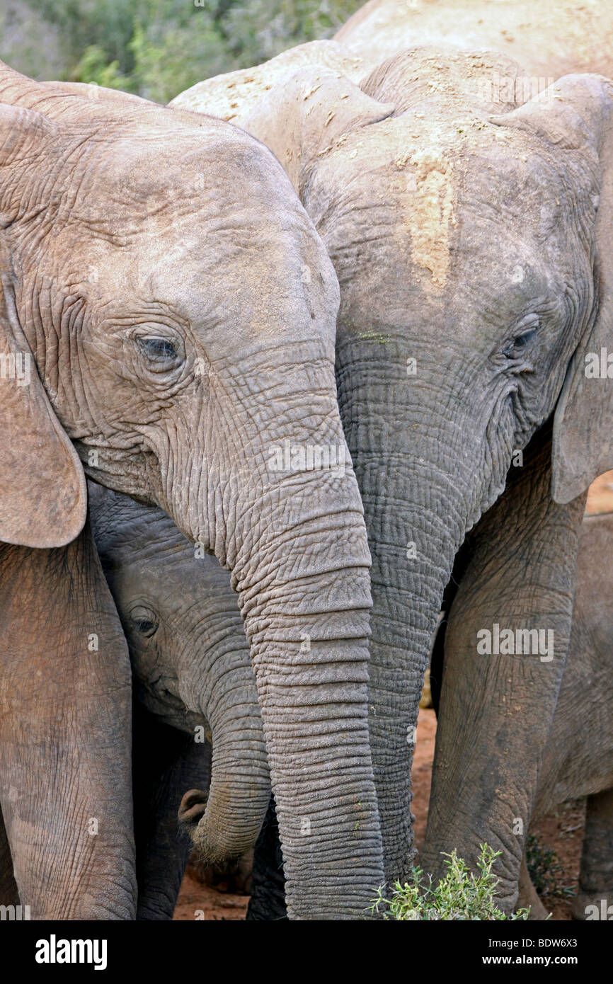 Groupe de la famille des éléphants d'Afrique Loxodonta africana à l'Addo National Park, Afrique du Sud Banque D'Images