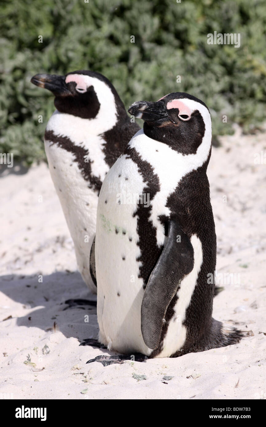Paire de pingouins africains Spheniscus demersus sur Boulders Beach, Simonstown, Afrique du Sud Banque D'Images