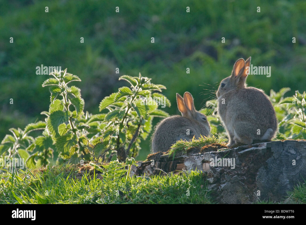 Bébés lapins Oryctolagus cuniculus se dorer sous le soleil. L'Écosse. Banque D'Images