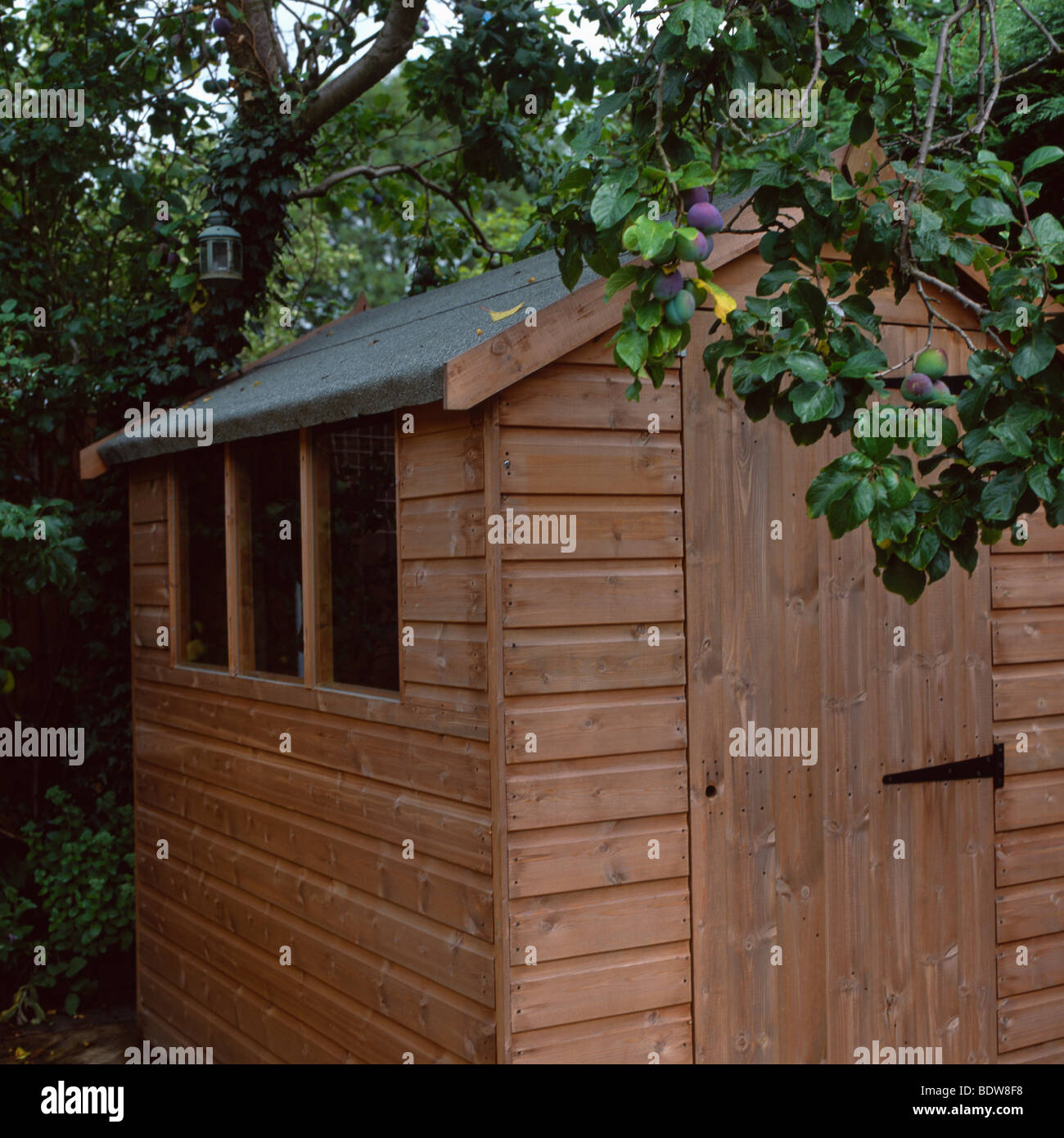 Abri de jardin en bois sous un prunier. Banque D'Images