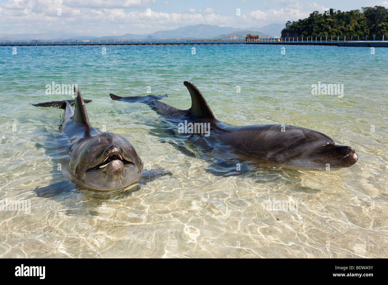 Deux grands dauphins (Tursiops truncatus), les eaux peu profondes de l'océan, l'aventure, Subic Bay, Luzon, Philippines, Mer de Chine du Sud, P Banque D'Images