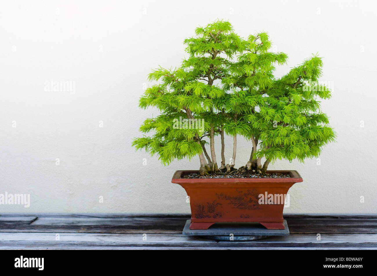 Un bonsai d'un mélèze doré miniature (Pseudolarix amabilis) arbre sur l'affichage à l'Arboretum National à Washington, DC. Banque D'Images