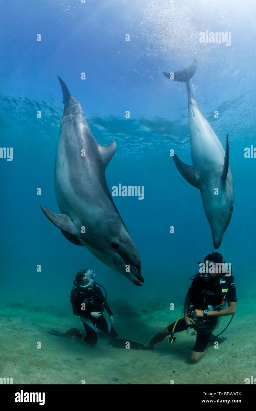 Deux plongeurs auxquels les grands dauphins (Tursiops truncatus), à Subic Bay, Luzon, Philippines, Mer de Chine du Sud, Pacifique Banque D'Images