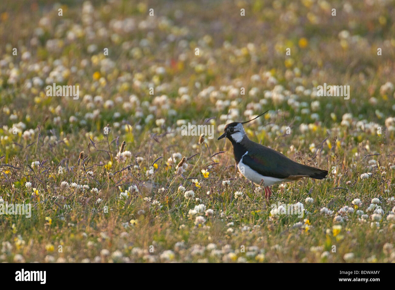 Sociable Vanellus vanellus commun dans "machair". Île de North Uist, îles de l'Ouest, de l'Écosse. Banque D'Images