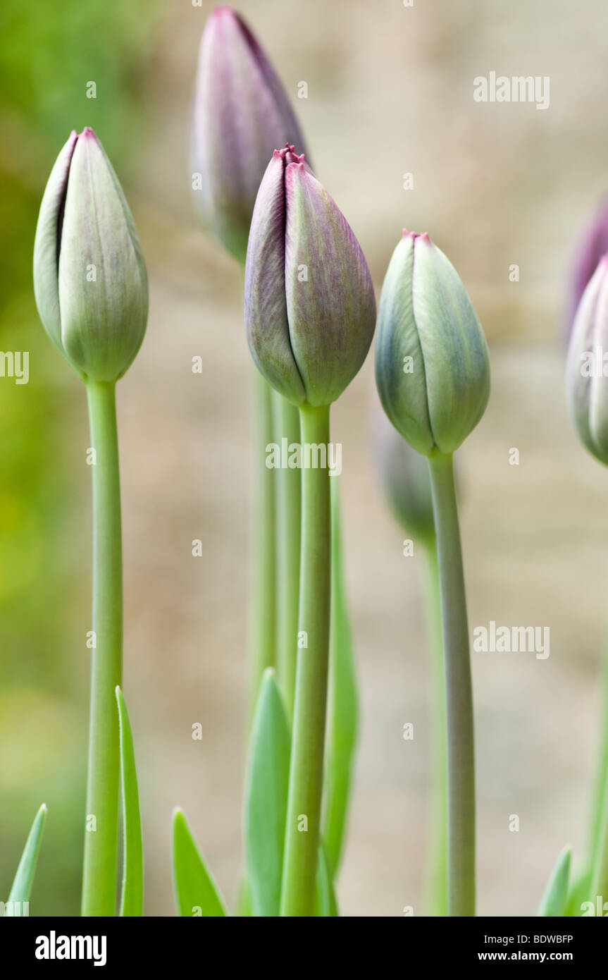 Close up of Purple tulips dans un lit à l'extérieur un moulin au Pays de Galles Banque D'Images