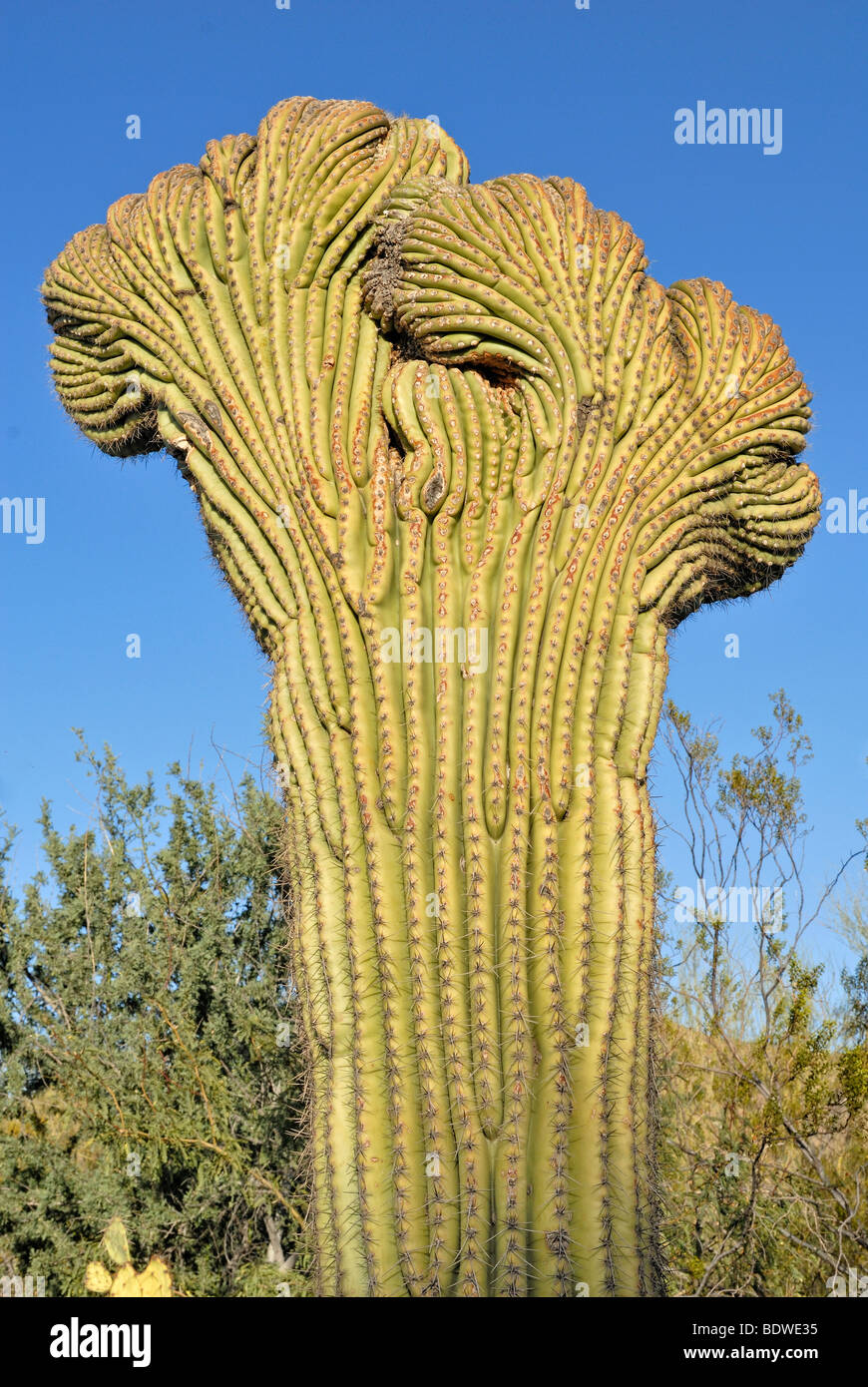 Crested Saguaro Cactus (Carnegiea gigantea), très rare, à l'Arizona Sonora Desert Museum, Saguaro National Park West, Tucson, Banque D'Images